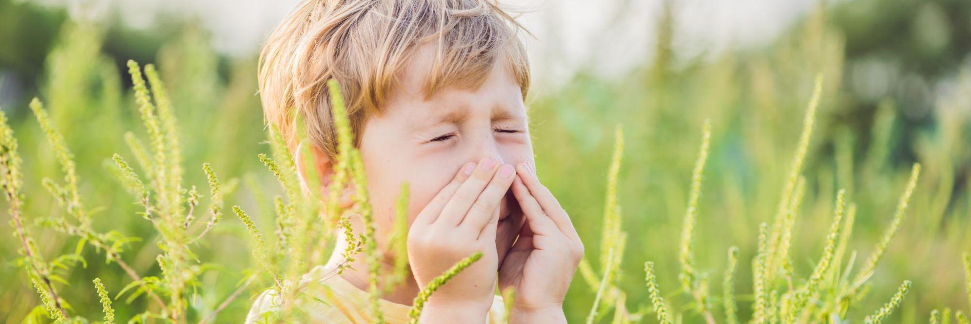 alergia la ambrozie simptome si tratament